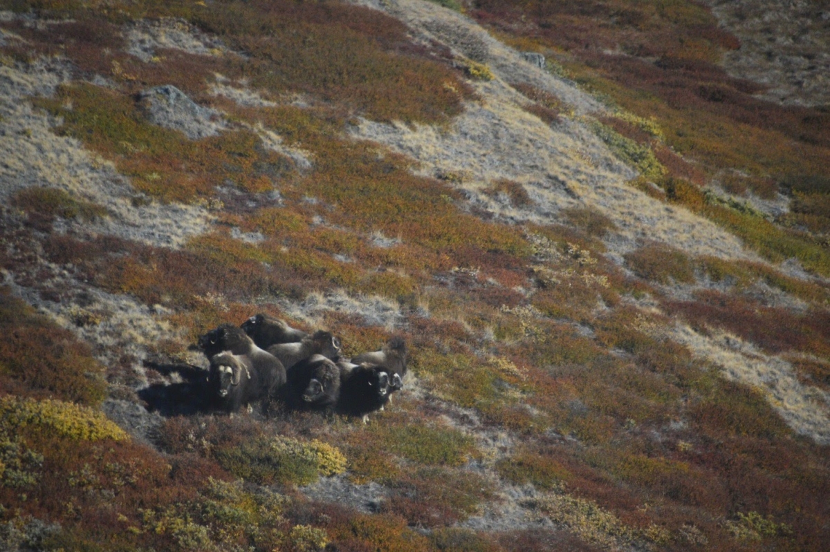 Musk Ox amid the lichen on Greenland