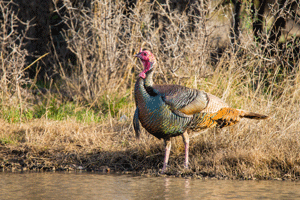 turkey-at-water-istock-lores