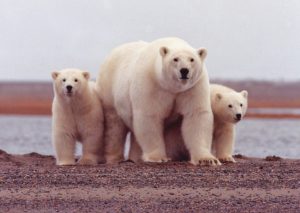 polar-bears