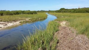 tidal marsh