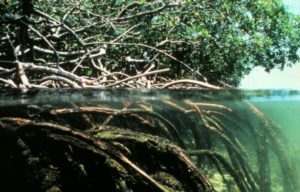 Mangroves