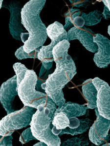 bacteria