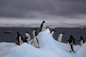 antarctica penguins