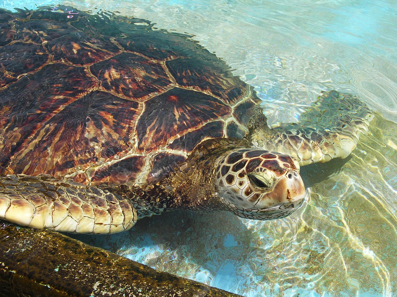 Climate Change Affecting Gender of Endangered Green Sea Turtles - VOA ...
